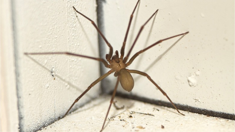 Brown recluse spider climbing wall
