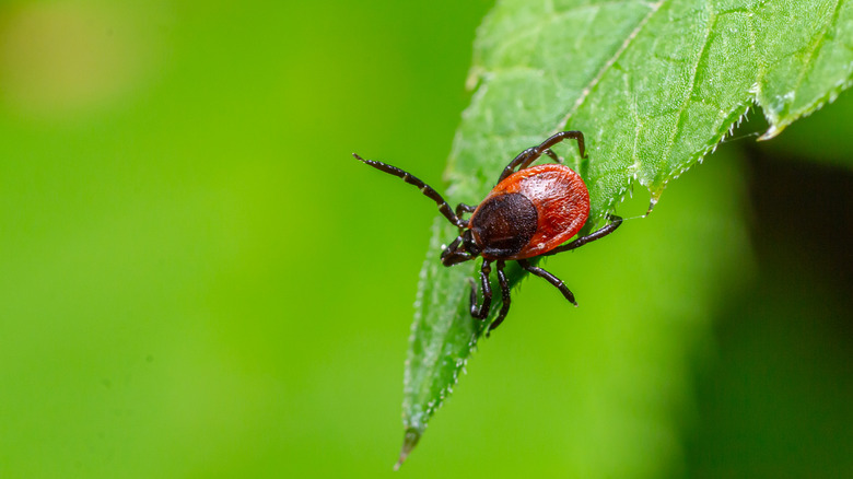 Closeup of a tick on a leaf