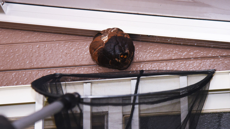 Hornet's nest removal from home