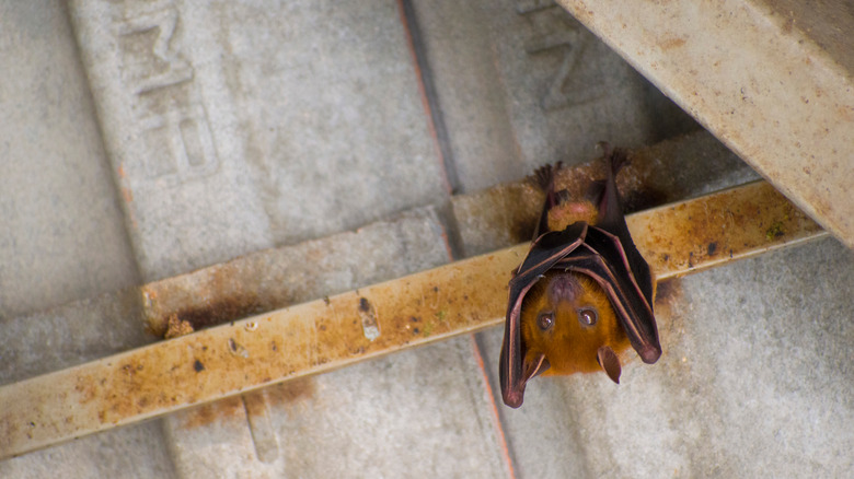 Bat hanging from ceiling rafter