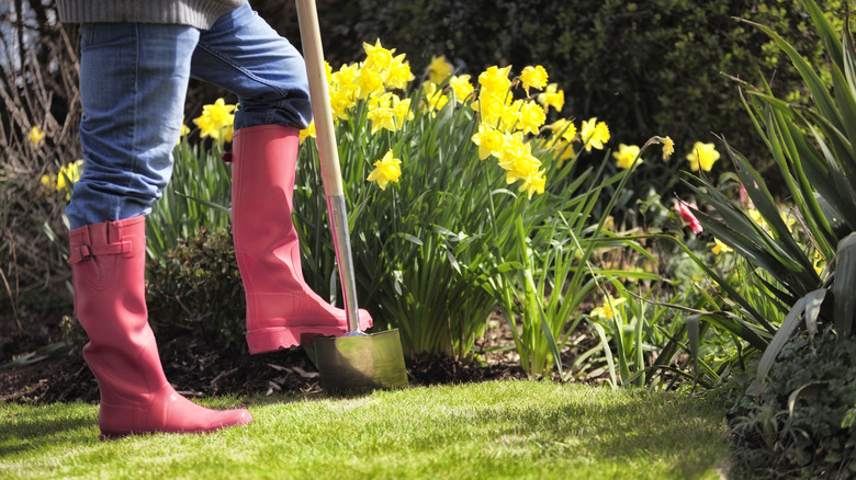 person with shovel next to daffodils