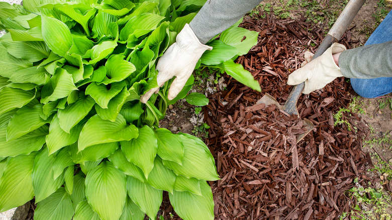 gardener planting hostas