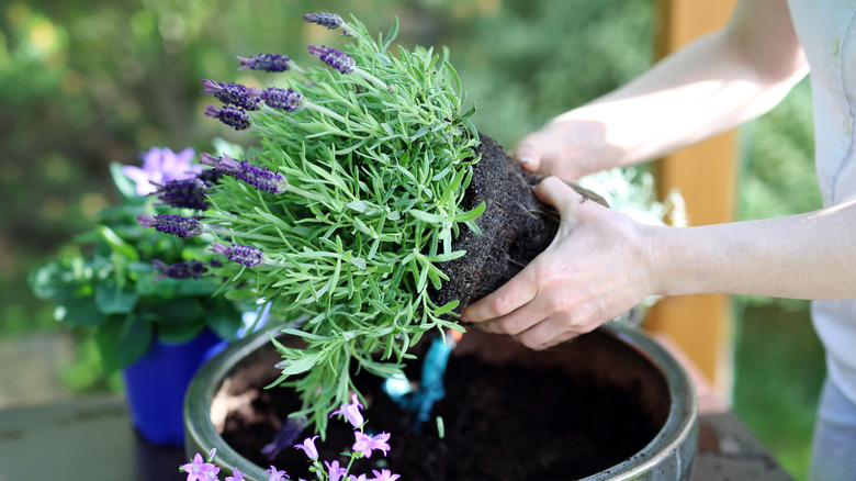 Person planting lavender 