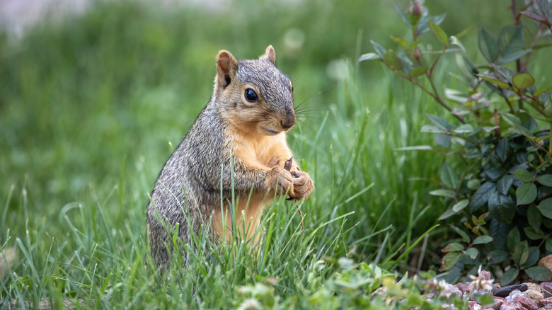 Close up of a squirrel in a garden