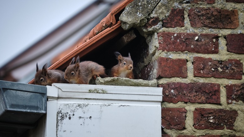 Three squirrels sitting in a hole in a roof