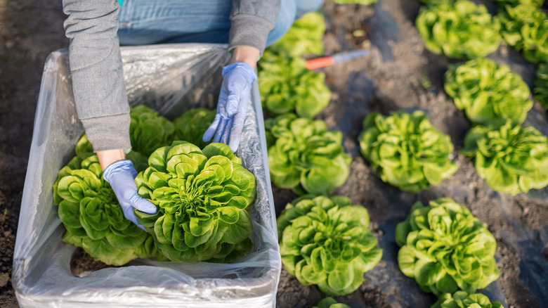 Woman packing lettuce into bin