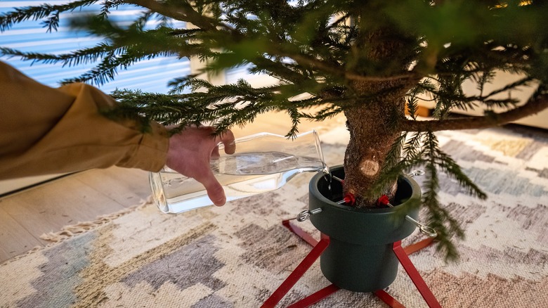 Person pouring water into their Christmas tree