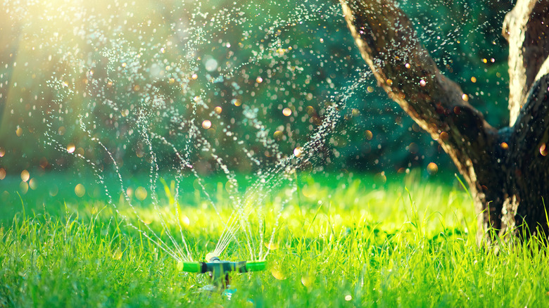 Sprinkler watering grass