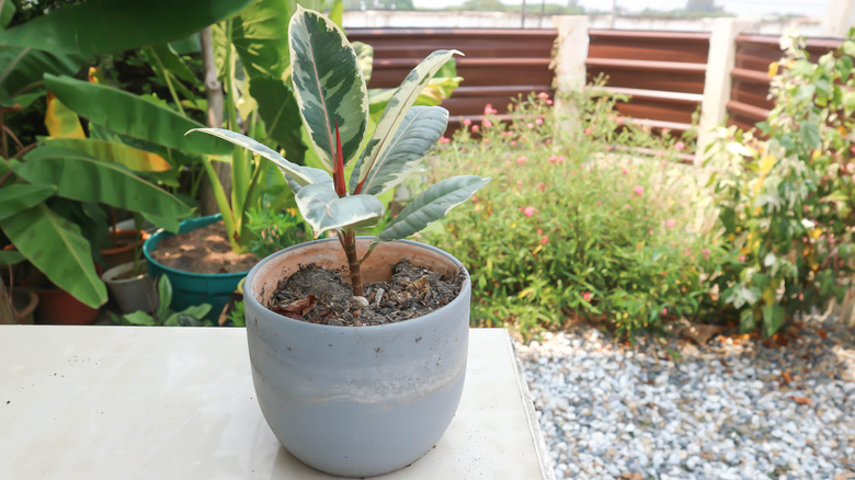 small rubber plant in  clay or ceramic pot with other plants in the background planted in the ground