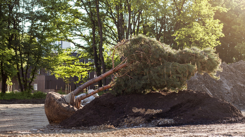 Large tree on its side with branches and root ball wrapped up, awaiting replanting