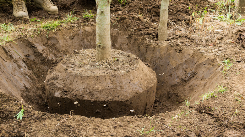 Close up of hand-dug hole around root ball of tree getting ready to be transplanted