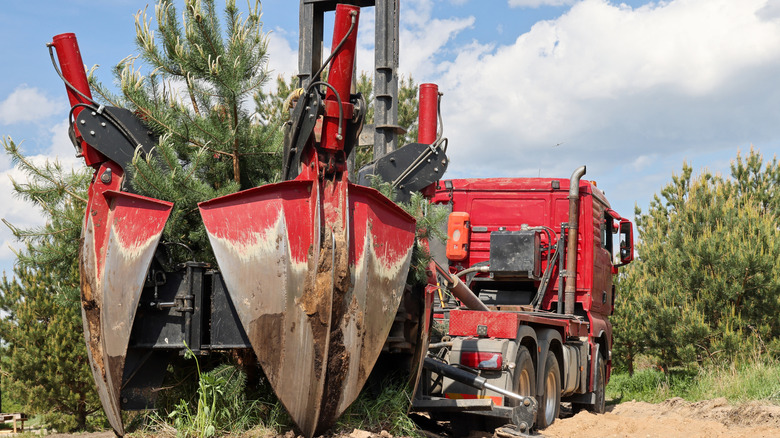 Red tree spade machine preparing to dig up pine tree for transplanting