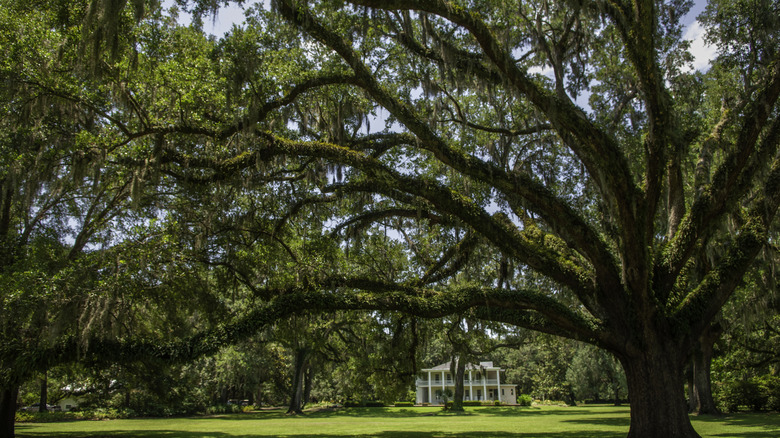 oak tree covered in greenery
