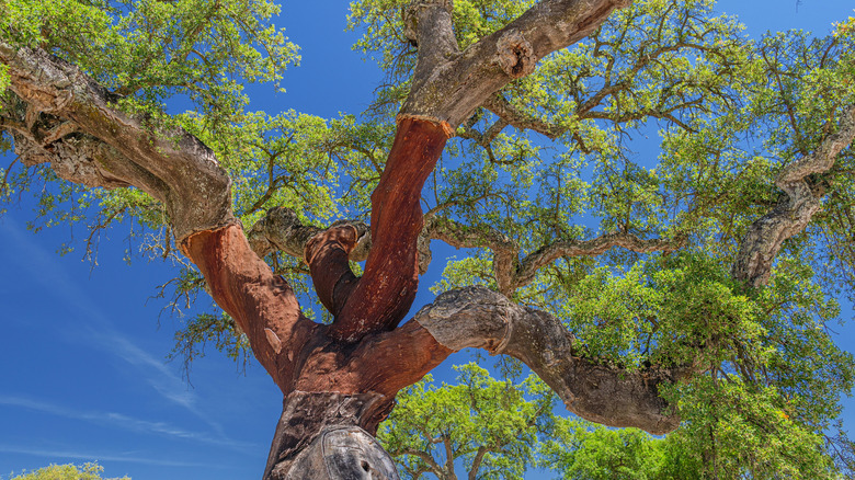 oak tree from below
