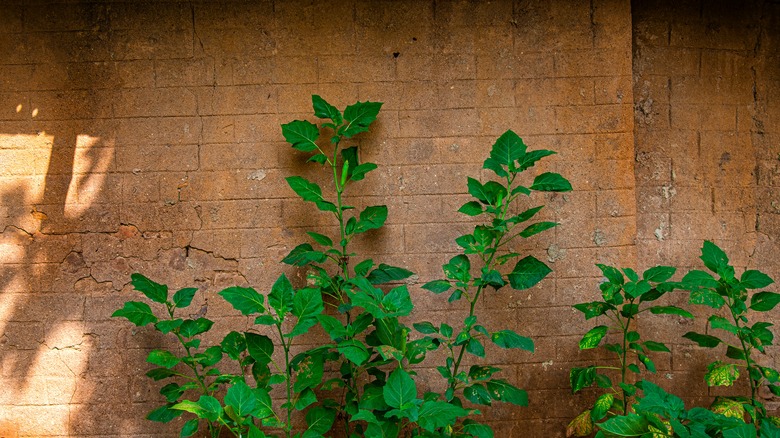 Aged brick wall with plants