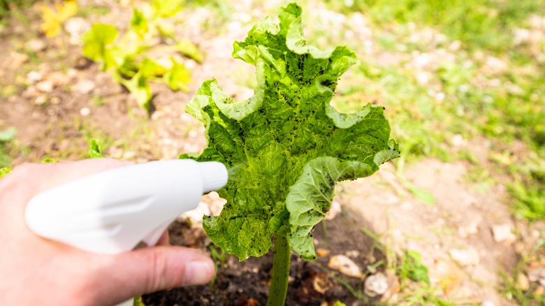 person spraying plant with bugs on it