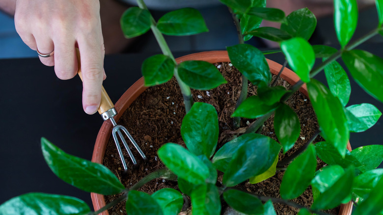 A hand drags a mini gardening rake over the soil in a houseplant pot.