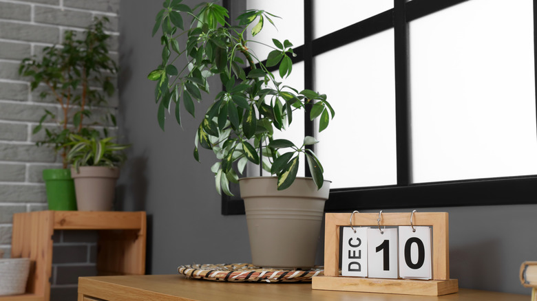 A calendar on a wooden side table near some potted houseplants.