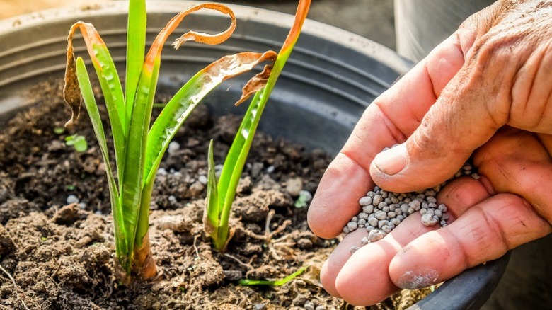A person adding fertilizer to a small potted plant
