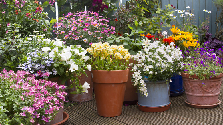Several colorful outdoor plants in different containers on a deck