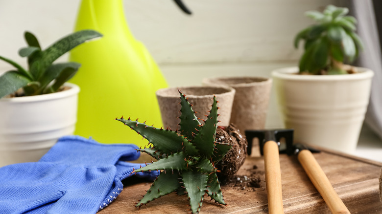 a succulent houseplant being transplanted