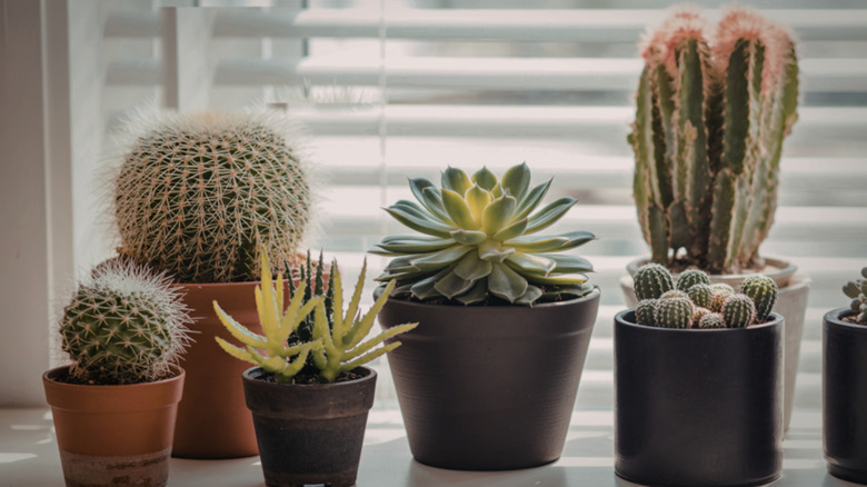 a collection of potted succulents and cacti on a windowsill