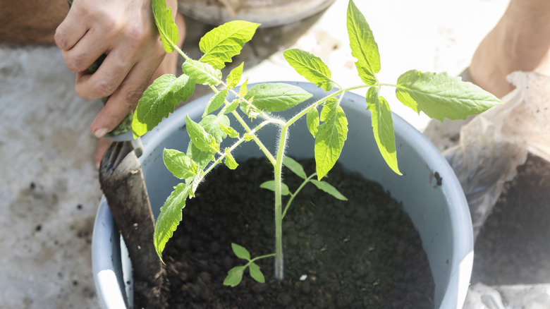 Person scooping soil in pot with tomato plant
