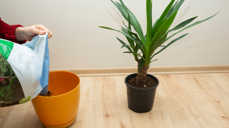 Woman pouring potting soil into a pot, with plant nearby that she plans to put in the planter.
