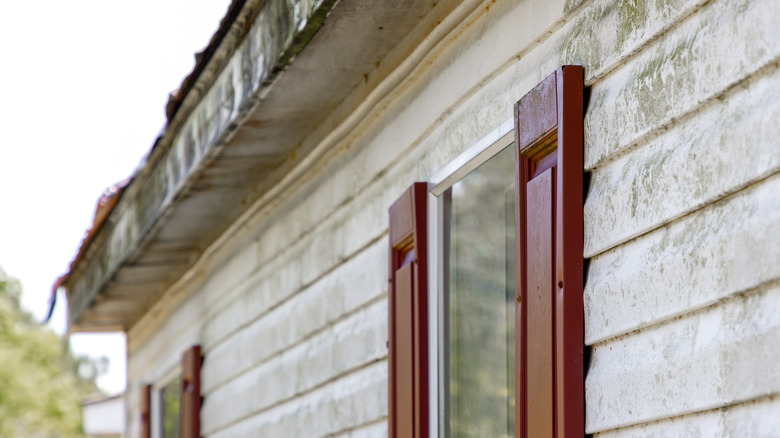 Mildew on siding
