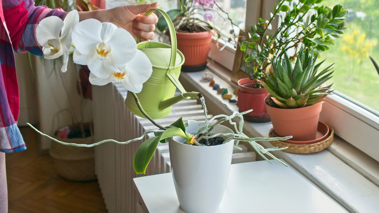 person watering a white orchid on a sunny windowsill