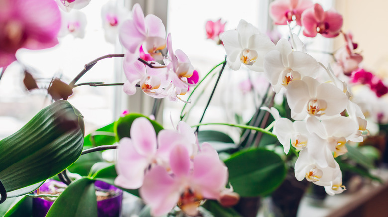 orchids on a window sill in various colors