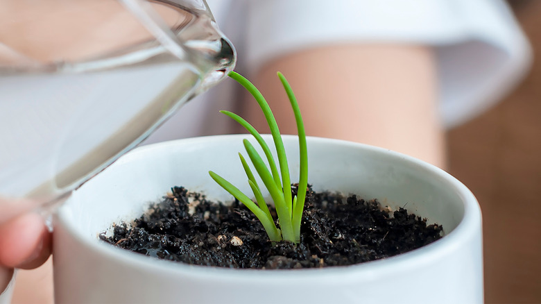 indoor plant being watered