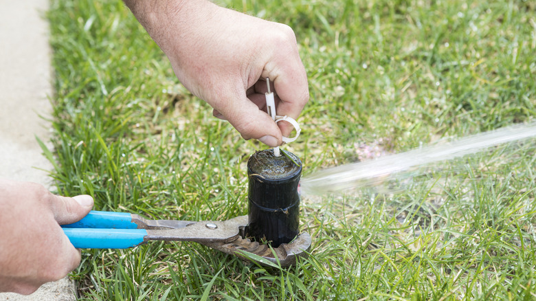 Man adjusting in-ground lawn sprinkler