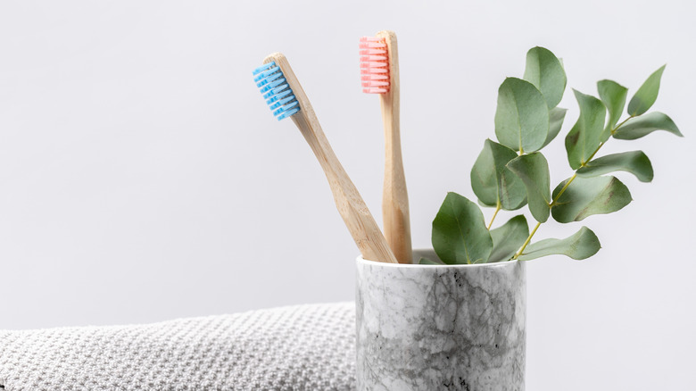 toothbrushes in holder