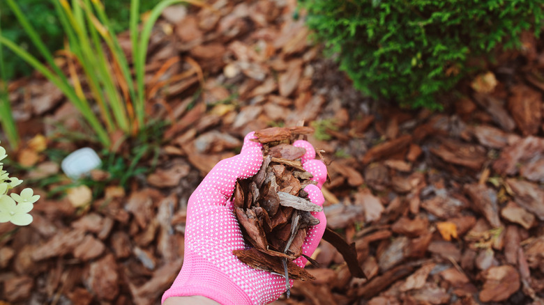 organic mulch for trees