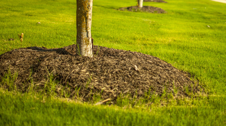 mulch around tree base