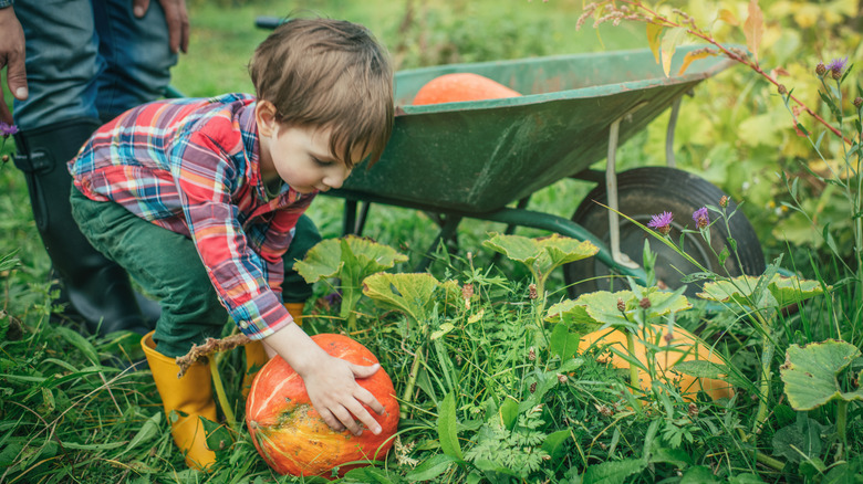 Child picking up pumpkin