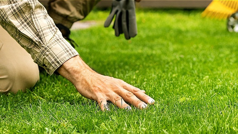 Close-up of a hand pressing down on a lawn
