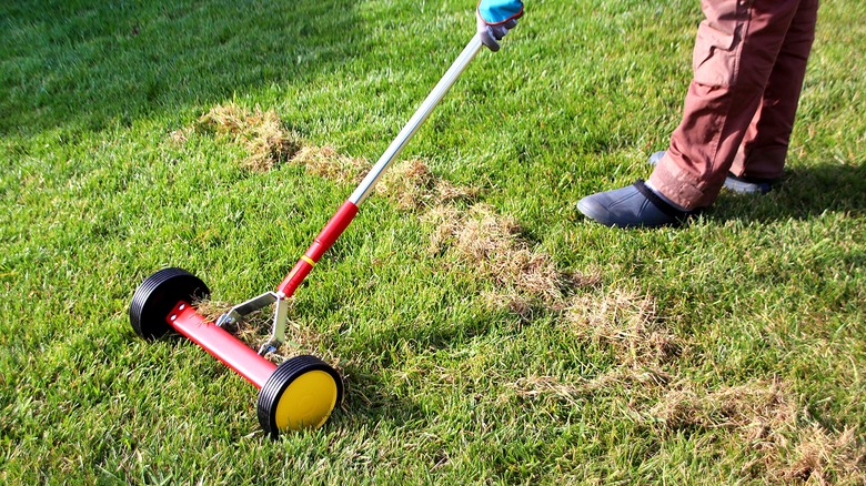 A person dethatches lawn using a roller rake