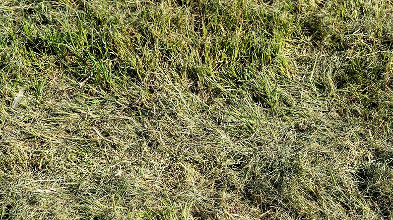 Thatch interspersed with green grass in a lawn