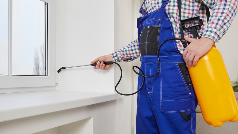 Professional pest control spraying
