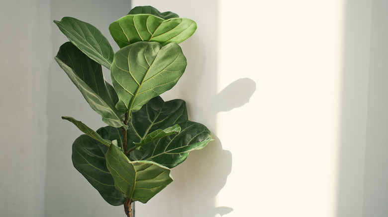 Fiddle-leaf fig and its shadow on a white wall