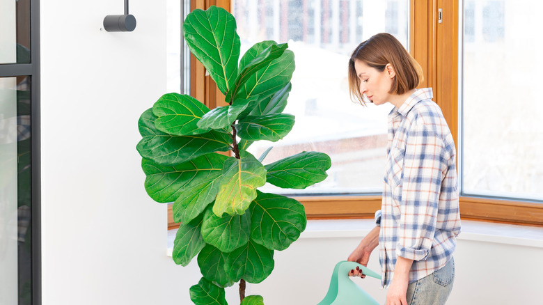 Woman watering fiddle-leaf fig by a window while wearing a plaid shirt