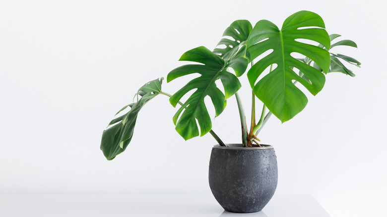 monstera in a concrete pot