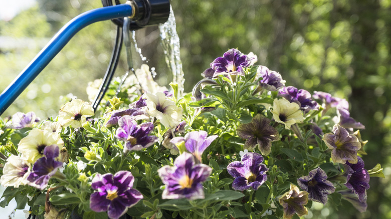 watering a hanging basket