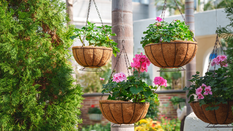 hanging basket filled with pink flowers