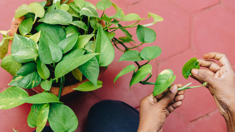 A person pinching back a pothos plant