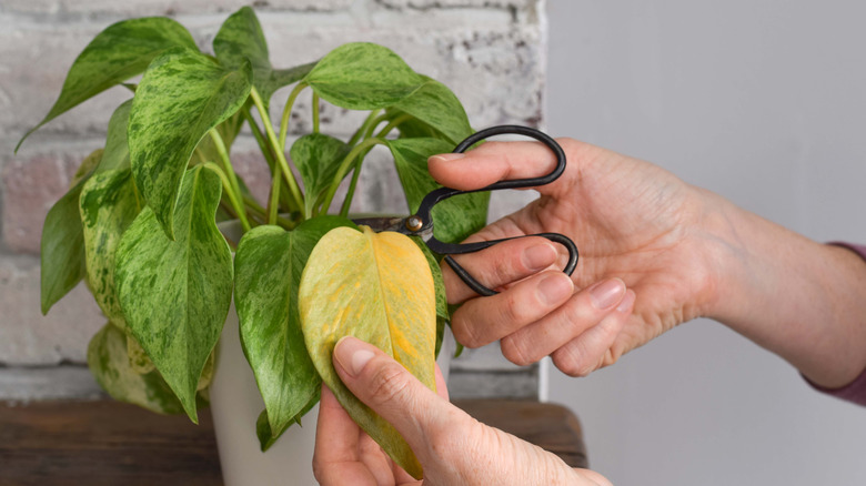 Person pruning pothos with a yellow leaf