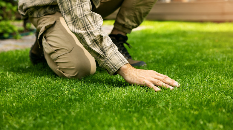 A person bending down to touch lush, green grass on a lawn