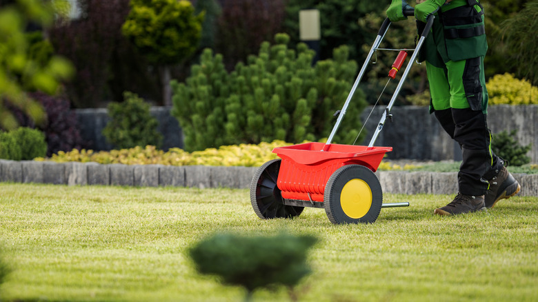 Person pushing grass seed spreader to overseed a lawn
